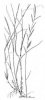 VÁLEČKA PRÁPOŘITÁ (Brachypodium pinnatum (L.)P.B.) #3 - Kapesní atlas trav