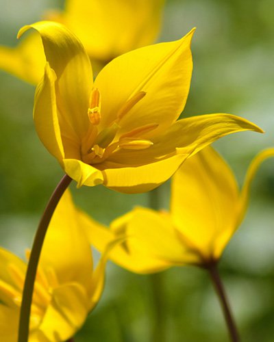 Tulipán planý (Tulipa sylvestris) - Cibuloviny pro kombinaci s osivy Agrostis Trávníky