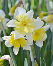 Narcis vonný (Narcissus recurvus) - Cibuloviny pro kombinaci s osivy Agrostis Trávníky