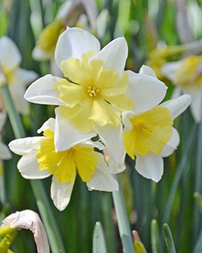 Narcis vonný (Narcissus recurvus) - Cibuloviny pro kombinaci s osivy Agrostis Trávníky