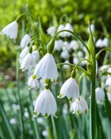 Bledule letní (Leucojum aestivum) - Cibuloviny pro kombinaci s osivy Agrostis Trávníky