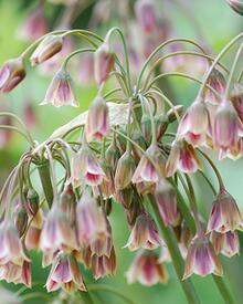 Česnek sicilský (Allium siculum) - Cibuloviny pro kombinaci s osivy Agrostis Trávníky