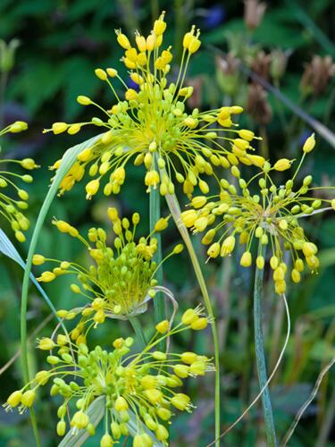 Česnek žlutý (Allium flavum) - Cibuloviny pro kombinaci s osivy Agrostis Trávníky