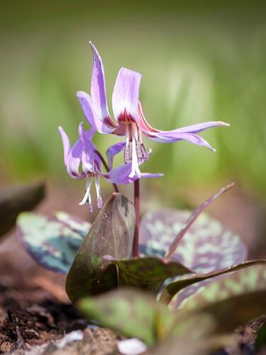 Kandík psí zub (Erythronium dens-canis) - Cibuloviny pro kombinaci s osivy Agrostis Trávníky