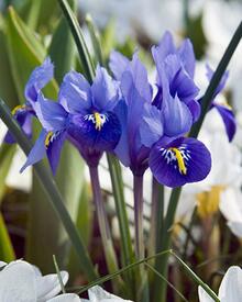 Kosatec síťkovaný (Iris reticulata) - Cibuloviny pro kombinaci s osivy Agrostis Trávníky
