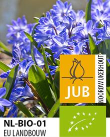 Ladonička bleděmodrá (Chionodoxa forbesii ´Blue Giant´) - Cibuloviny pro kombinaci s osivy Agrostis Trávníky