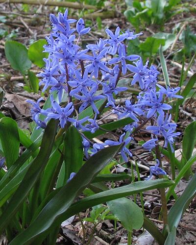 Ladoňka dvoulistá (Scilla bifolia) - Cibuloviny pro kombinaci s osivy Agrostis Trávníky