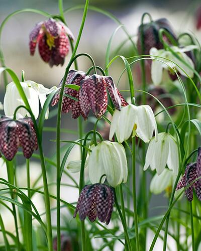 Řebčík kostkovaný (Fritillaria meleagris ´Mix´) - Cibuloviny pro kombinaci s osivy Agrostis Trávníky