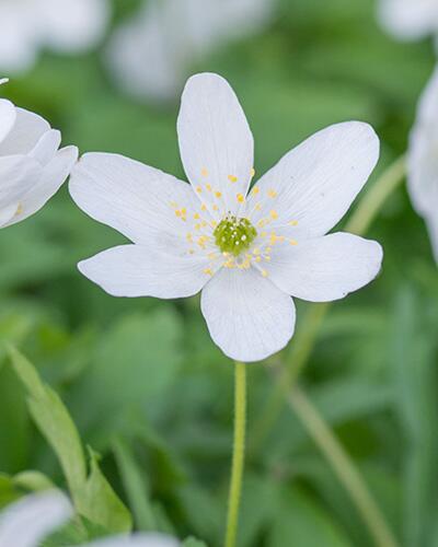 Sasanka hajní (Anemone nemorosa) - Cibuloviny pro kombinaci s osivy Agrostis Trávníky